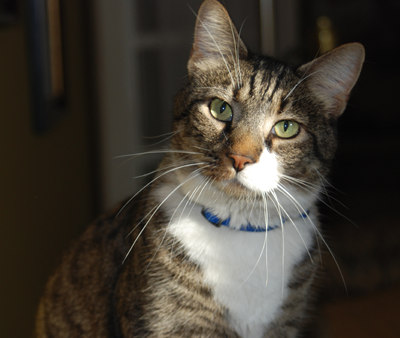 Boots, 5yo