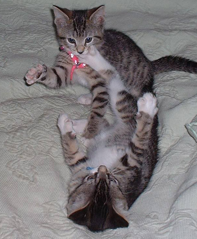 Precious & Boots Play