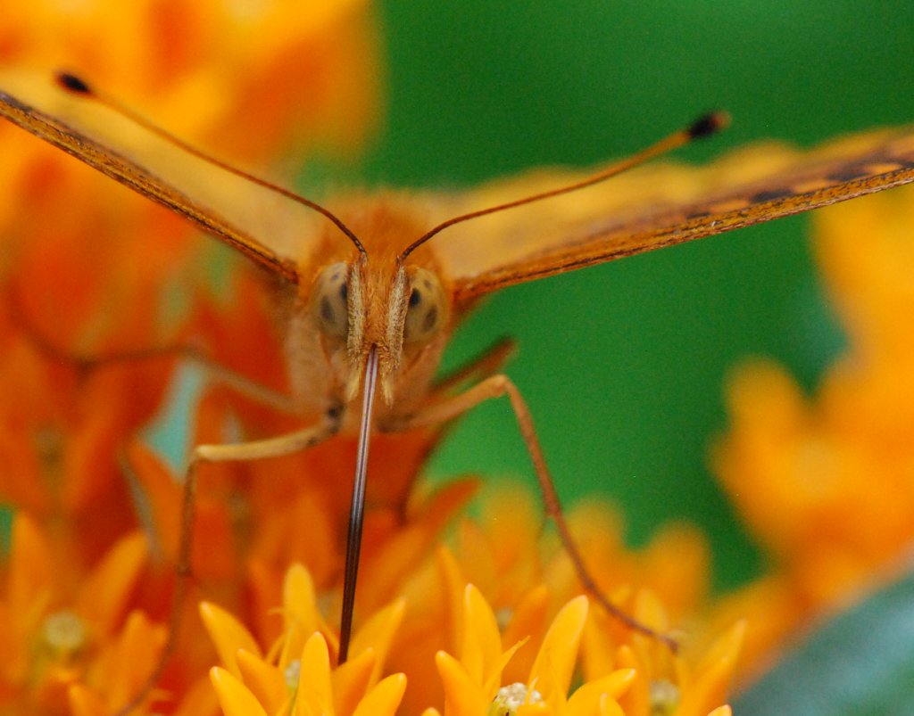 Fritillary butterfly proboscis face on, drinking