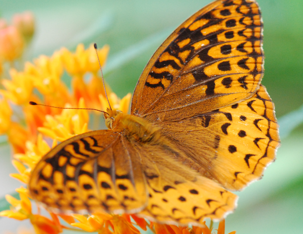 Fuzzy Fritillary on butterfly milkweed (2015 Jun 20)