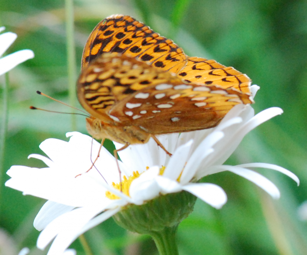 Fritillary Proboscis Daisy (2015-06-20)