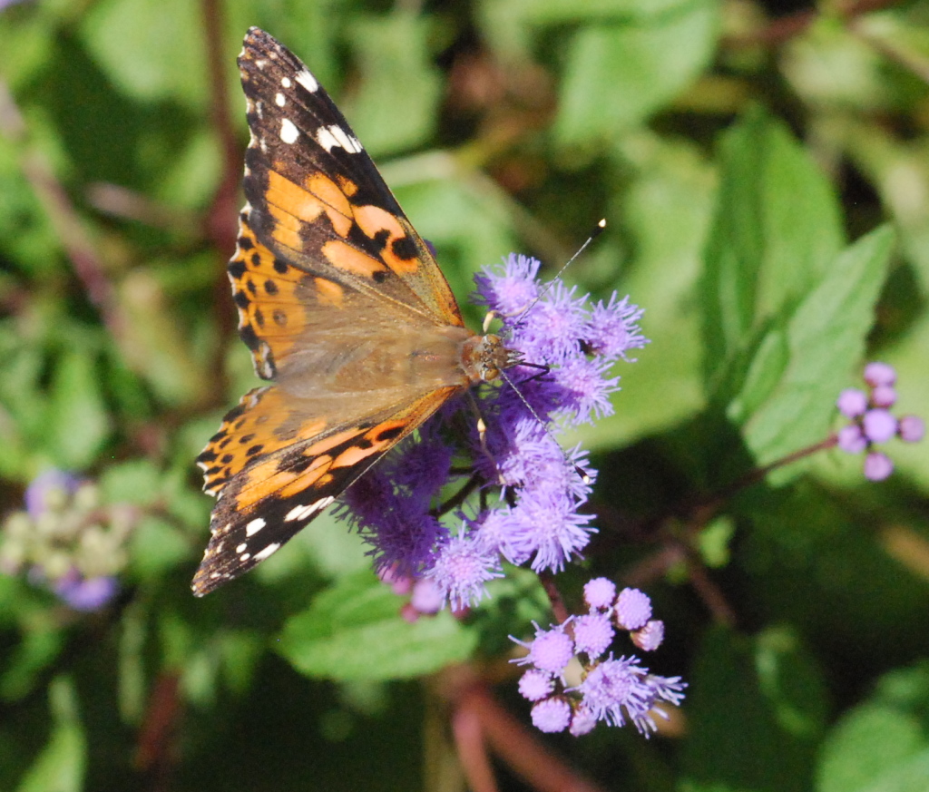 Fuzzy Moth/Butterfly nectaring on mistflower, proboscis (2014-09-22)