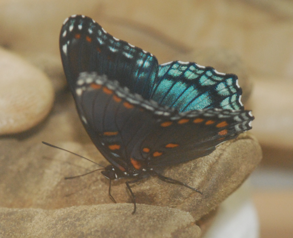 Black Swallowtail proboscis minerals or salts on leather work glove (thru window, 2015 June 20)