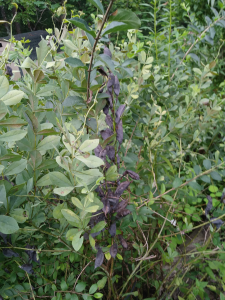 Blue false indigo, dried seed pods (Aug, 2019)