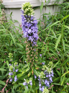 Blue Lobelia with pinkweed