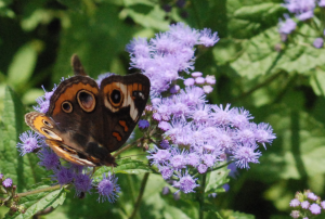 Buckeye on mistflower, Sep 2018