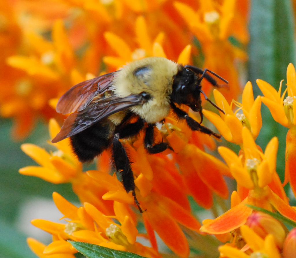 Bumblebees have proboscis, too! (2015-06-20)