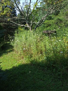 Mowed path garden bench, birdbath