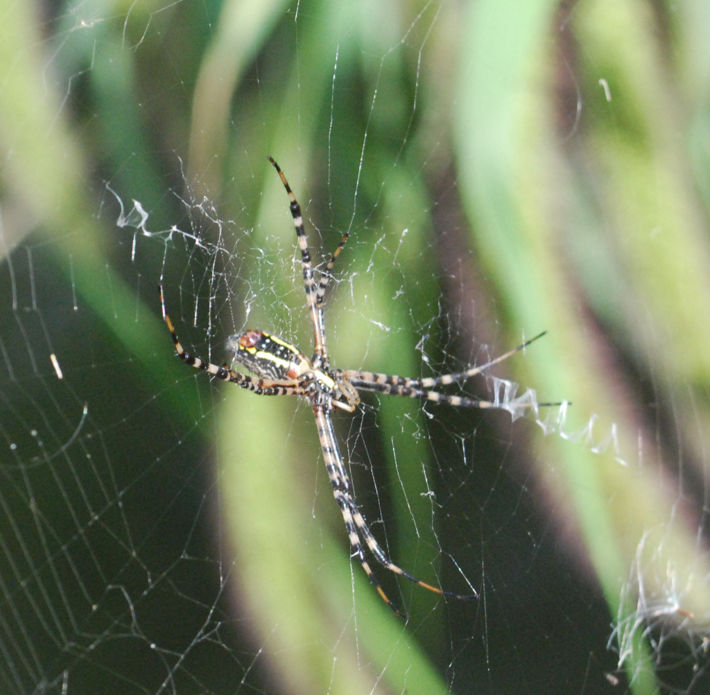 Garden spider, underside, zigzag web