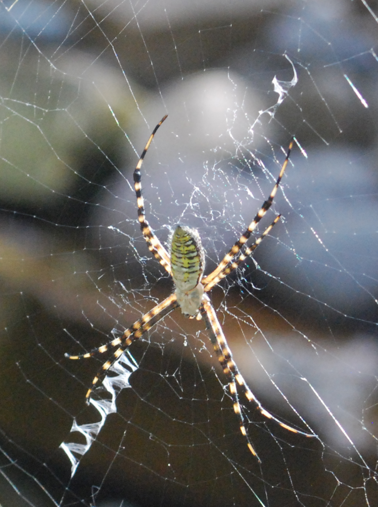 garden spider horizontal black striped abdomen, top view