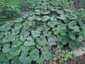 Ginger ground cover