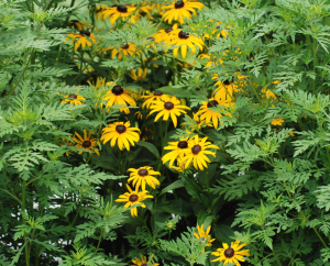 Black Eyed Susan with fern-like greenery