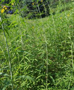 Section of NW butterfly garden