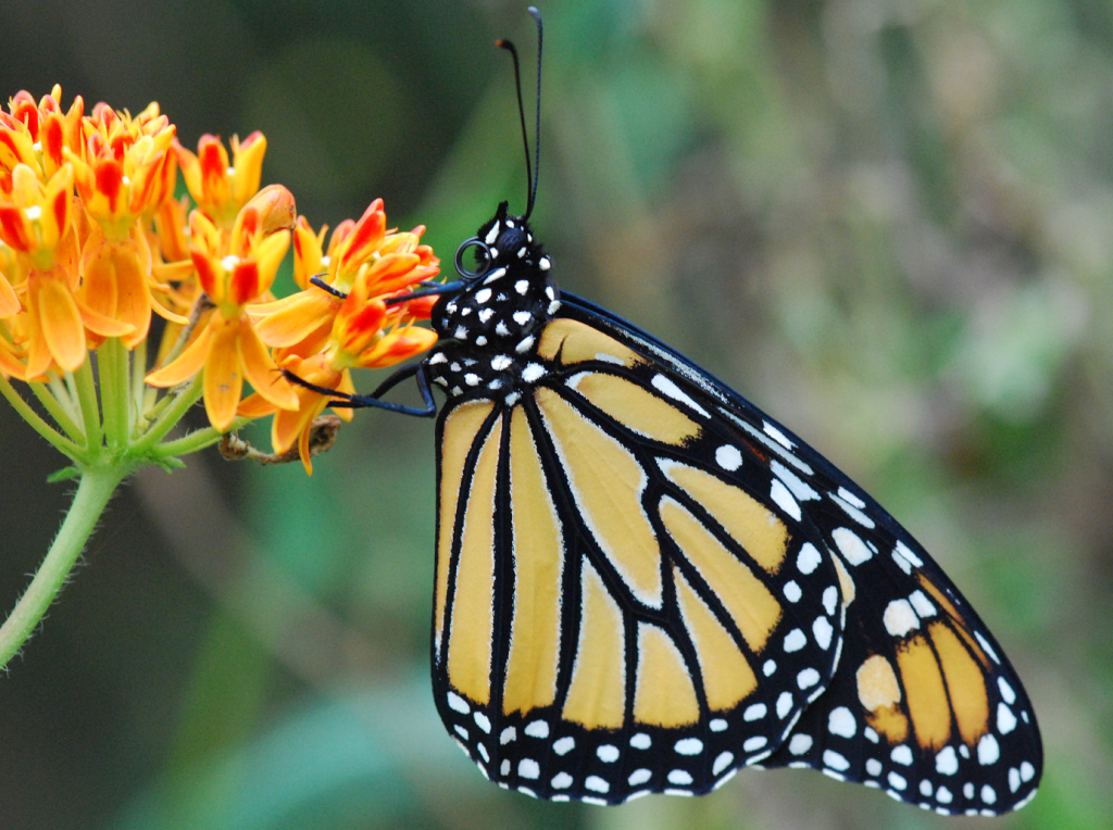 Monarch proboscis curled on butterfly weed (Aug, 2018