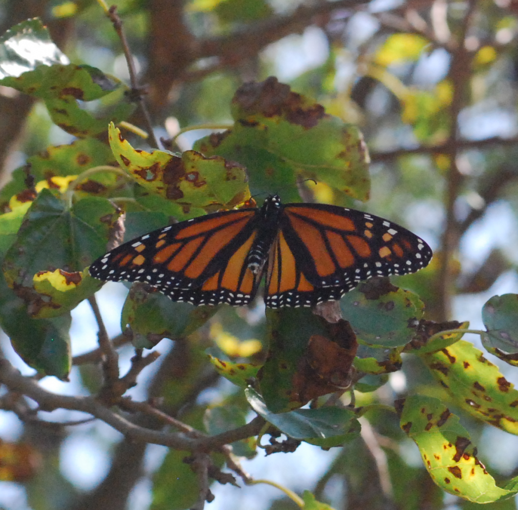 Monarch in flight
