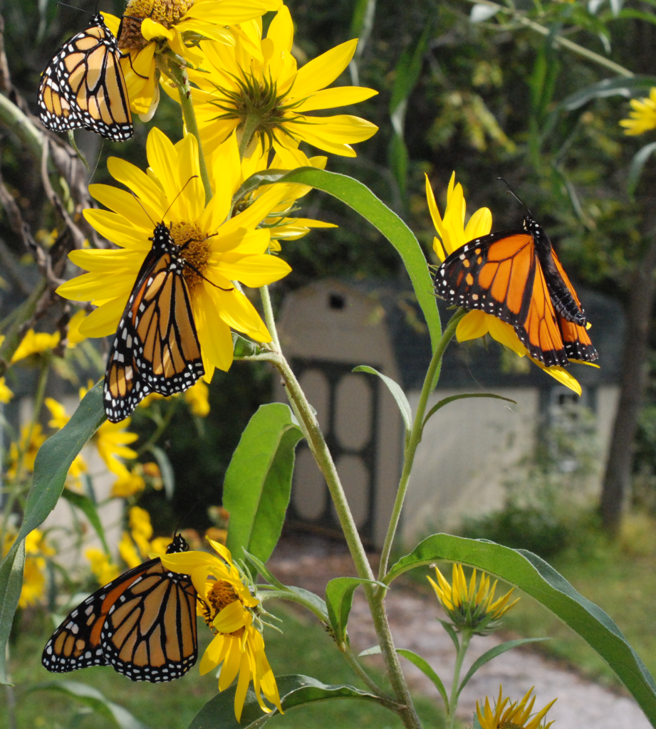 new monarch butterflies on sunflower blooms.