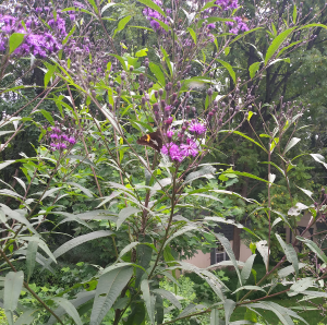 New York Iron Weed