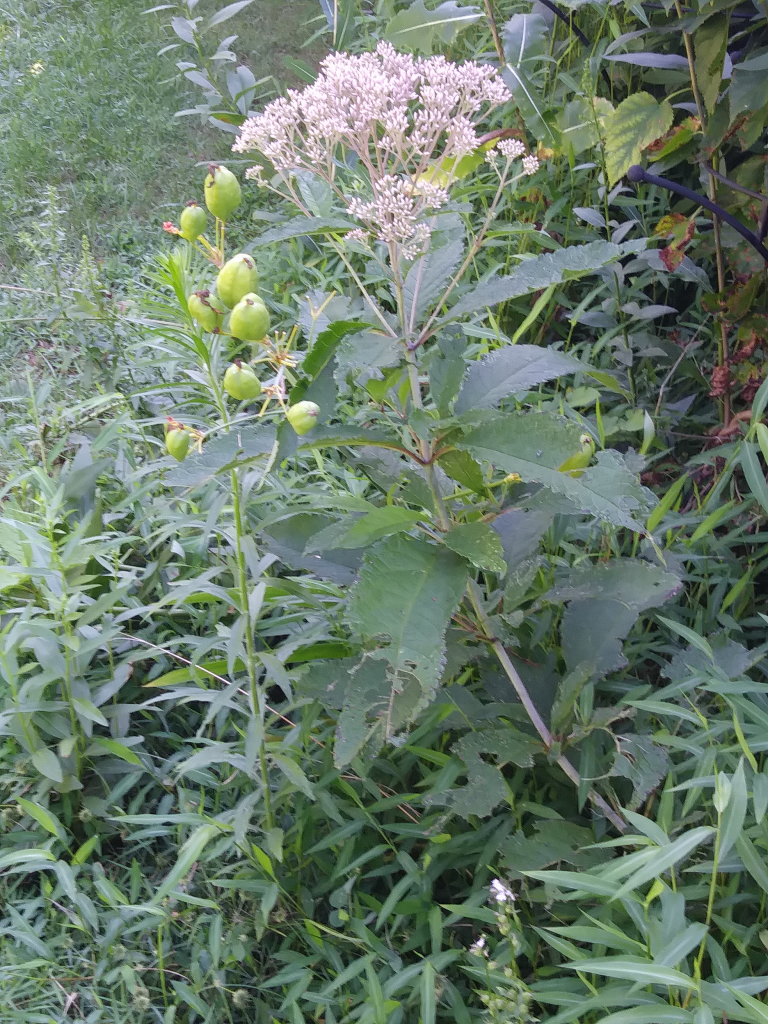 Wood Lily seed pods, dwarf Joe Pye; North Garden, west side (Aug, 2019)
