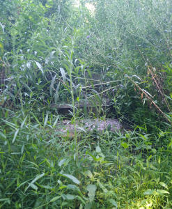 Overgrown Bank side stairway