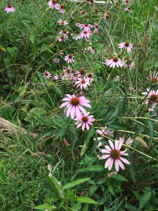 Purple coneflower with pinkweed