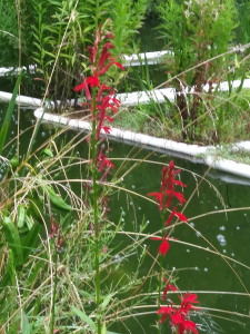 Red Lobelia (Cardinal Flower)