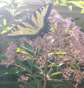 Tiger Swallowtail on Joe Pye weed