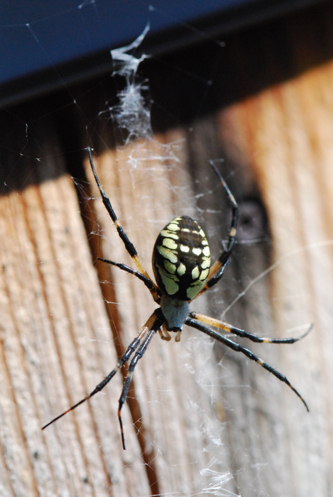 Garden spider, mottled green and black, zigzag web (2015 Sep 11)