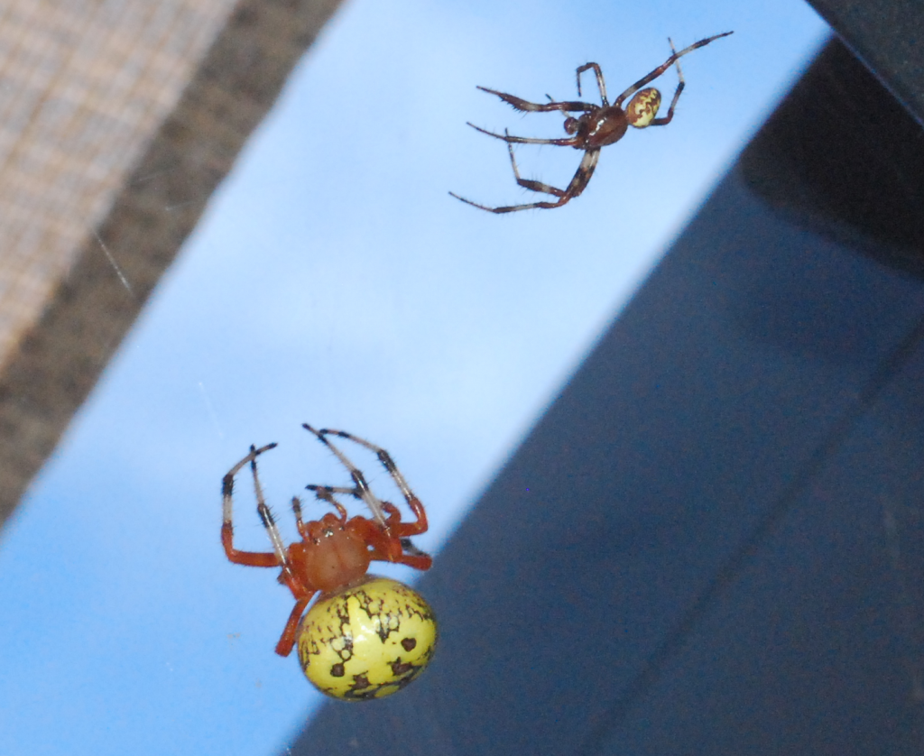 Garden spiders, may be pair